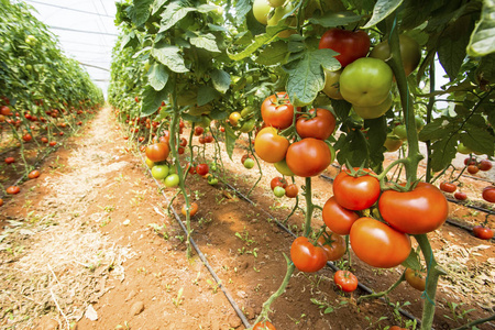 大棚农业图片-大棚农业素材-大棚农业插画-摄图新视界