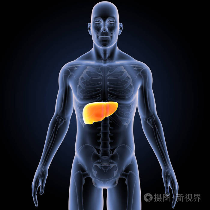 人体和肝脏的彩色医学插图