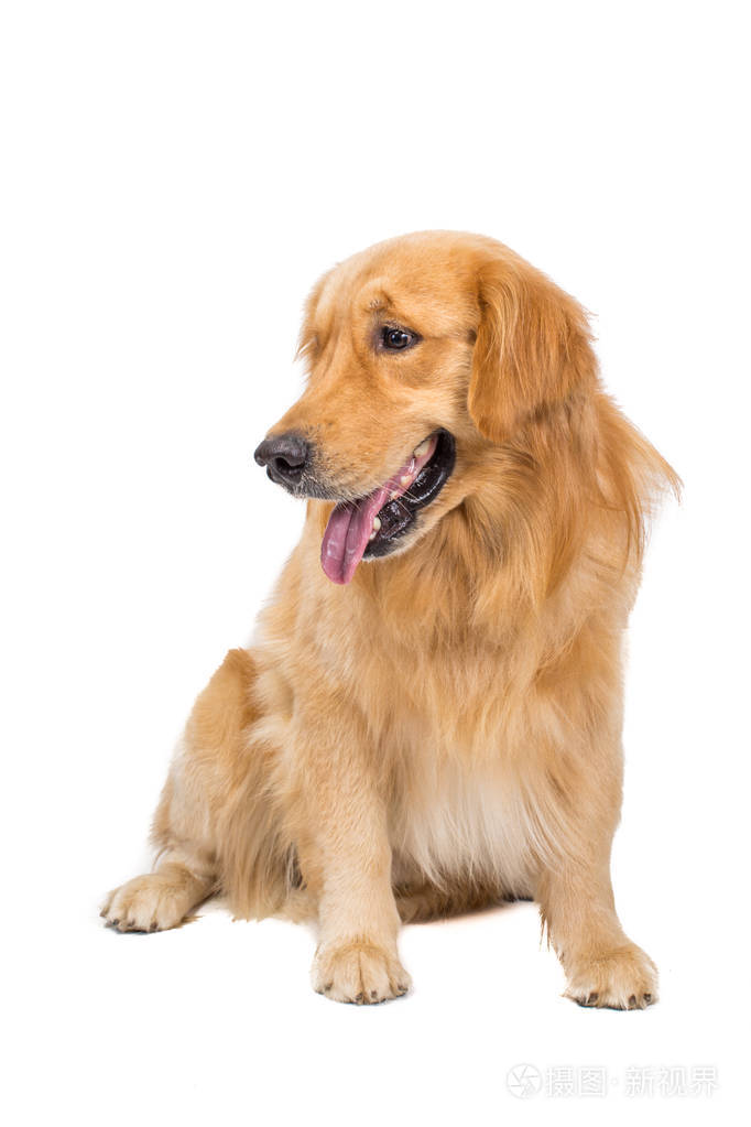 美丽的狗在白色背景上孤立地坐着
