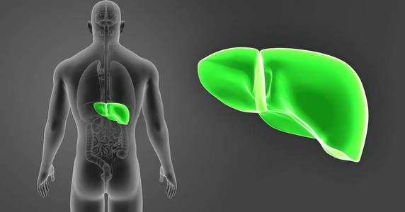 人体和肝脏的彩色医学插图图片