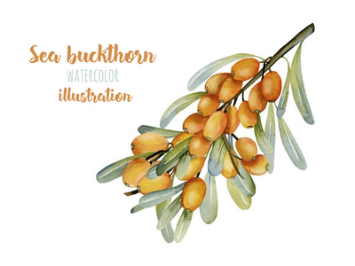 水彩沙棘图图片-水彩沙棘图素材-水彩沙棘图插画-摄图新视界