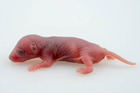 刚出生的老鼠. 小老鼠. 从新生小鼠中分离出来.