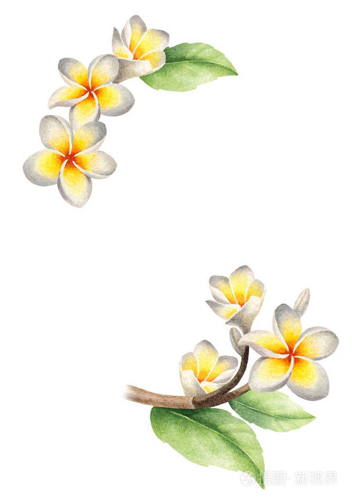 弗拉吉帕尼花的水彩插图
