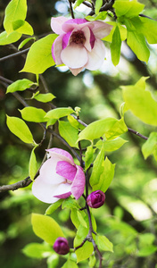 美丽的春天玉兰花自然的花背景图片
