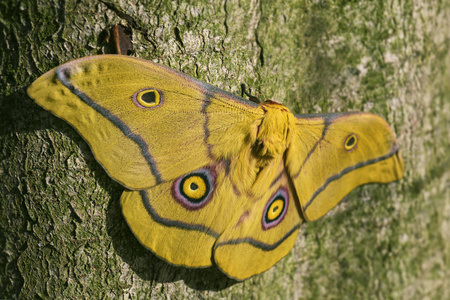 皇帝飞蛾蛾nudaureliakrucki来自东非森林的大型美丽的黄色蛾.照片