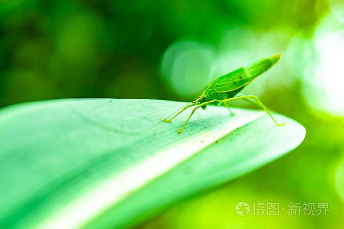 在绿叶上栖息着绿。