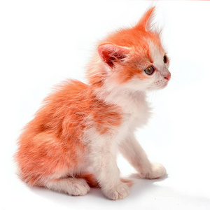 小白点小姜和白点小猫坐在白色的背景上,看着一边照片