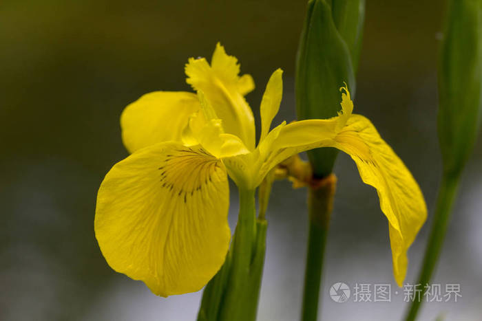 虹膜菖蒲黄色花, 特写在绿色背景上