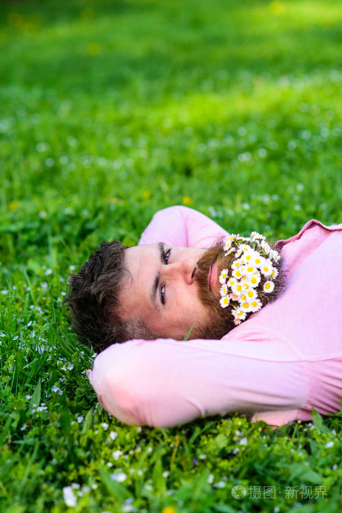 胡子人与菊花花在胡须躺在草地上, 草的背景.