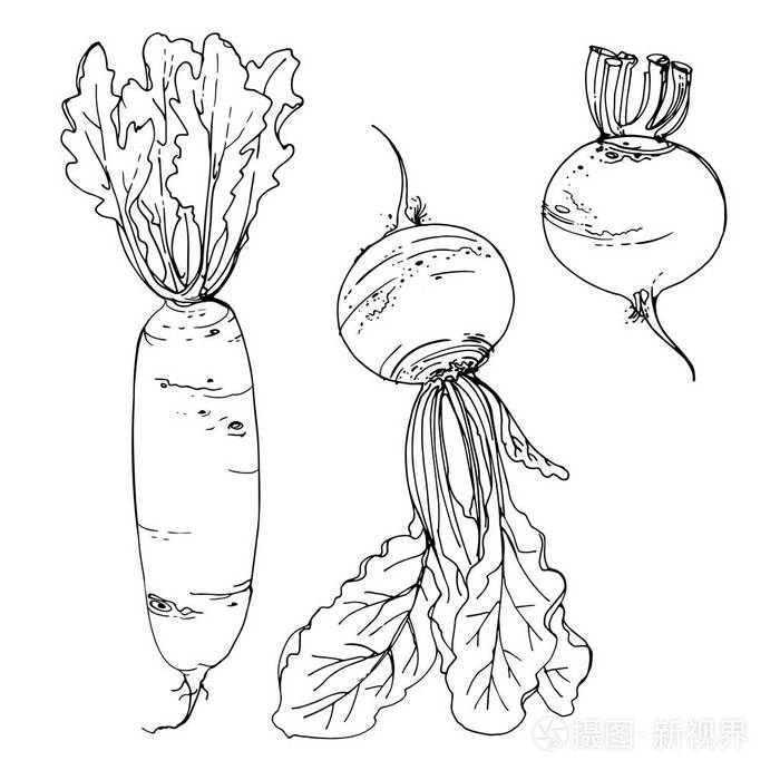 戴康萝卜甜菜在白色背景上用一条线画食物的草图矢量绘图