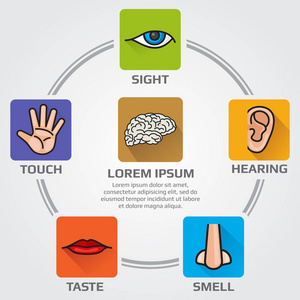 人类五种感觉器官图片