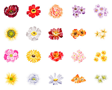 马达加斯加玫瑰花被图片