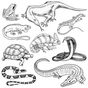 一套爬行动物和两栖动物.