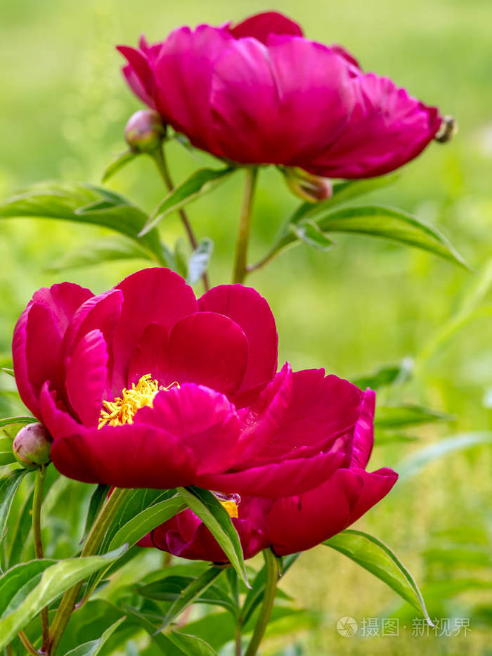 红色牡丹花的特写