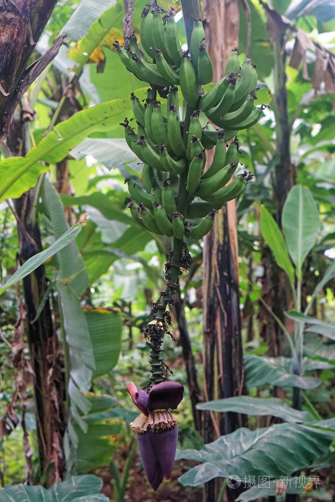 非洲树上的一串绿色生香蕉