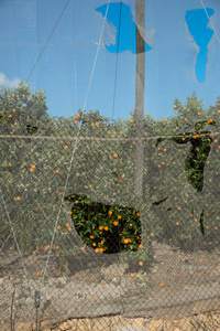 绿意橙种植园遭受的风暴破坏图片