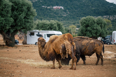 法牛刺青意大利野牛和骆驼在法萨诺阿普利亚野生动物园照片