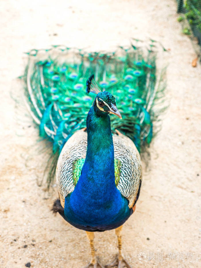 成年雄孔雀望着前方,五颜六色而充满活力的羽毛,生动的蓝色身体和绿色