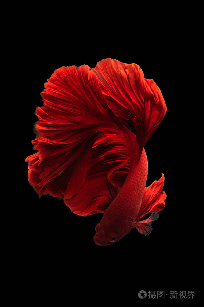 红色暹罗斗鱼贝塔鱼分离黑色背景