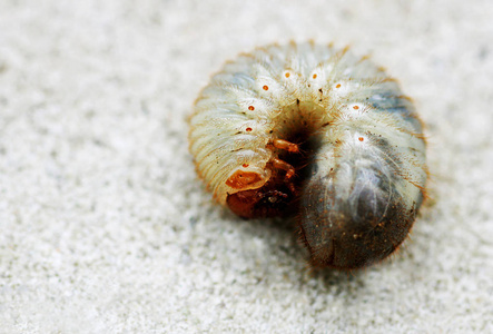 甲虫可能幼虫. 幼虫可能会接近甲虫.照片