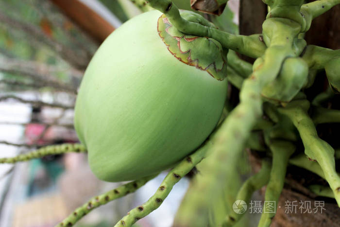 椰子小椰子小椰子树上有束棕榈树上有小椰子椰子树上有椰子田野里有绿