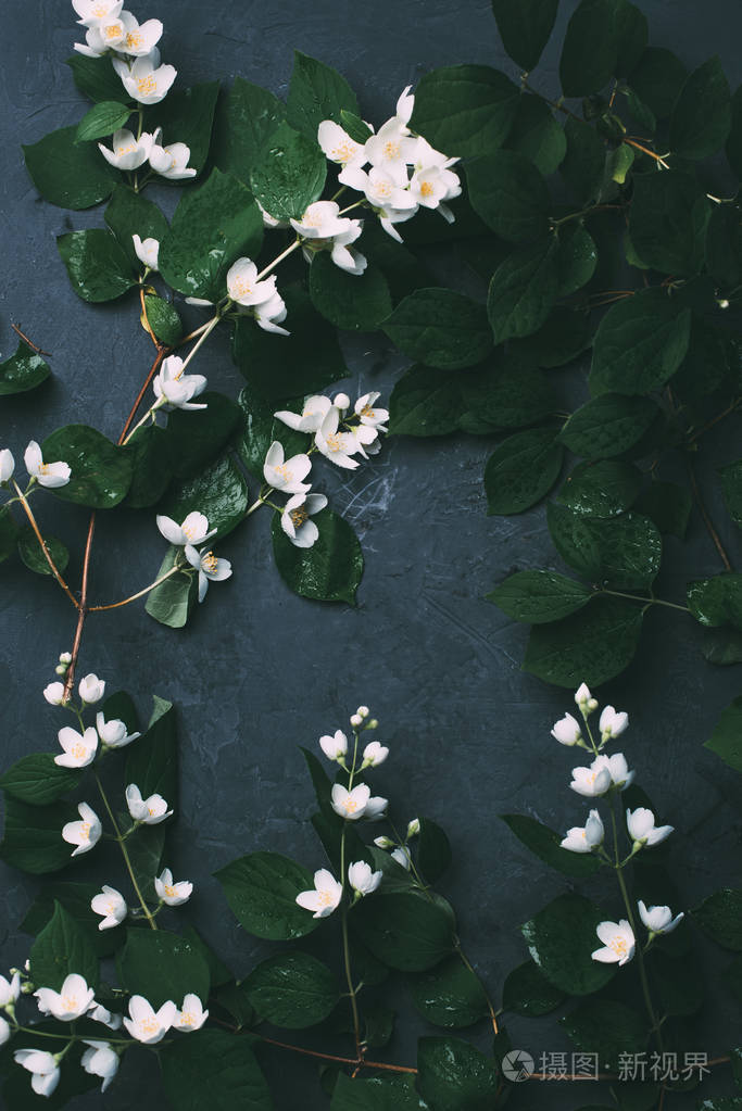 美丽的白色茉莉花和黑色绿叶的顶部景色