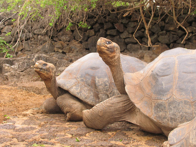巨型乌龟厄瓜多尔寻找朋友图片