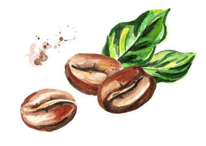 彩色的豆有绿叶的咖啡豆.白底彩色手绘插图照片