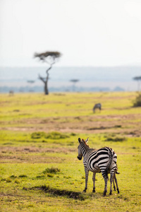 肯尼亚野生动物园里的斑马图片