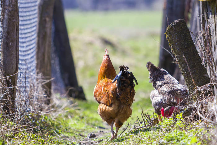 大,漂亮的,漂亮的,红棕色的母鸡,在绿色的草地上,在阳光明媚的日子里