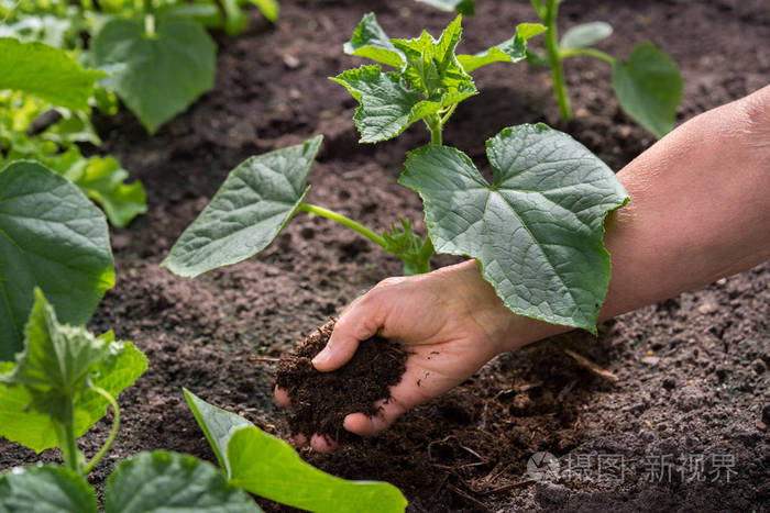 一位农民的手把干马粪肥给土壤中的新绿植