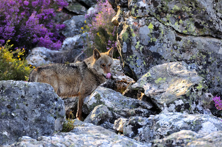 原西班牙领事馆伊比利亚狼原产于伊比利亚半岛,被农民憎恨,几乎导致