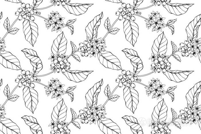 无缝咖啡花图案背景黑白与画线艺术插图