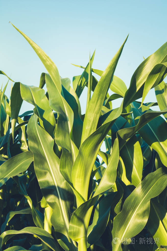 玉米地阳光明媚的夏日在田野里嫩玉米的绿色多汁的叶子紧贴在一起农业