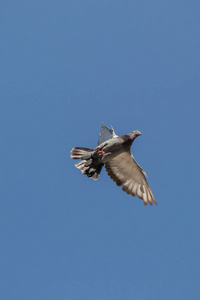 一只鸽子在空中张开翅膀图片