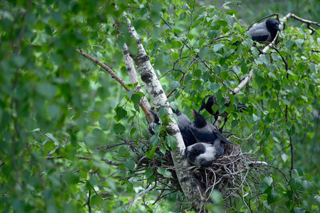 乌鸦在巢里新生的小鸡照片