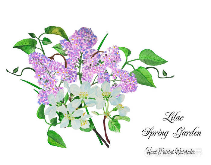丁香花春天花园花束.水彩插图