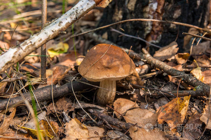 在秋天的森林中生长的森林蘑菇,棕色的鸭舌帽,苔藓和草.