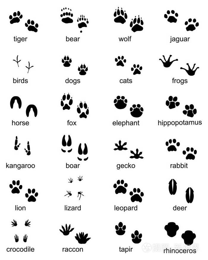 一组野生动物的脚印,黑色轮廓插图插画-正版商用图片1s4uac-摄图新