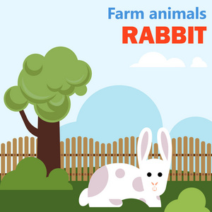 农场动物兔子图片