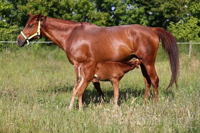 栗色彩马妈妈和她的白驹过隙在牧场上母乳喂养夏天的户外乡村场景