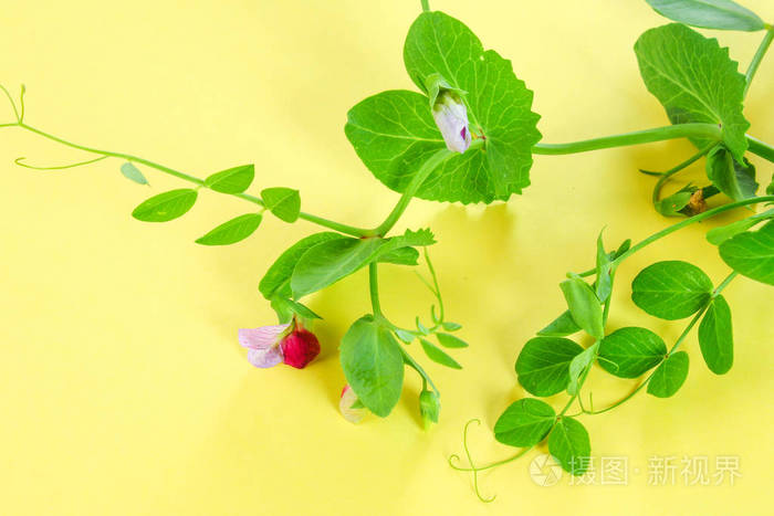 豌豆荚叶和豌豆花在浅糊背景上花卉布局