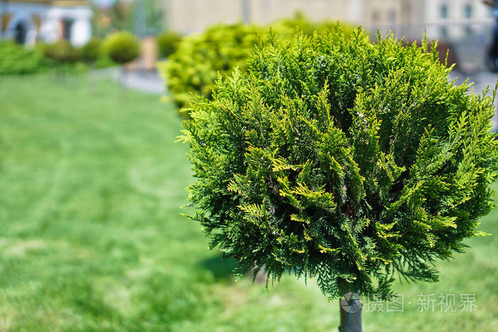 公园里有美丽的灌木丛和绿色的草坪. 大自然中房子前面的草坪.