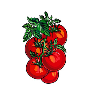 在白色背景上分离的西红柿. 矢量卡通插图.