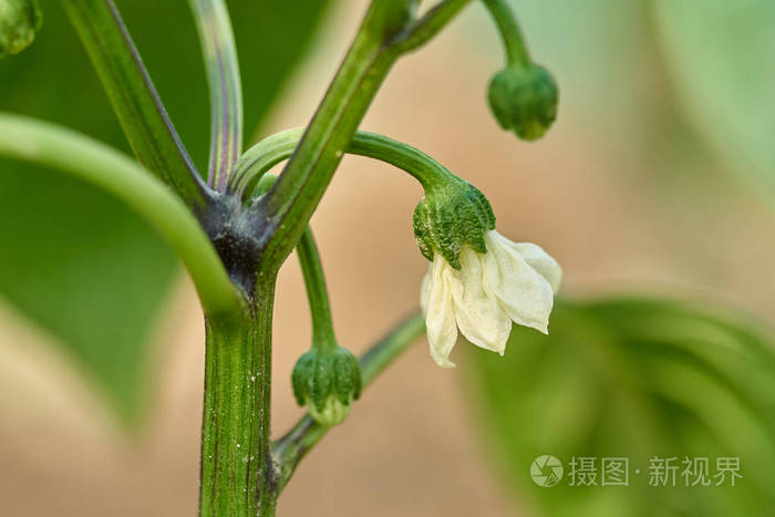绿叶中萌芽的白胡椒花照片 正版商用图片1s5cbs 摄图新视界