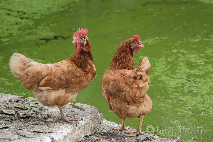 农场里的红母鸡. 自制家禽. 乡村的样子.