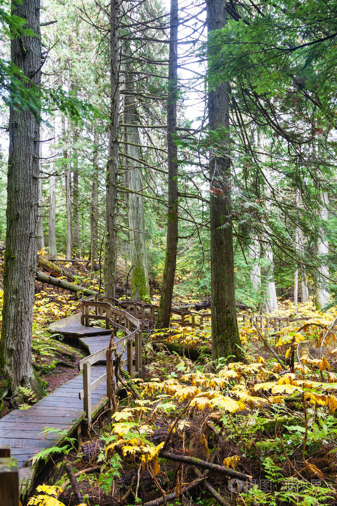 半公里的巨大雪松木板路蜿蜒穿过一个古老的生长森林的中心,在加拿大
