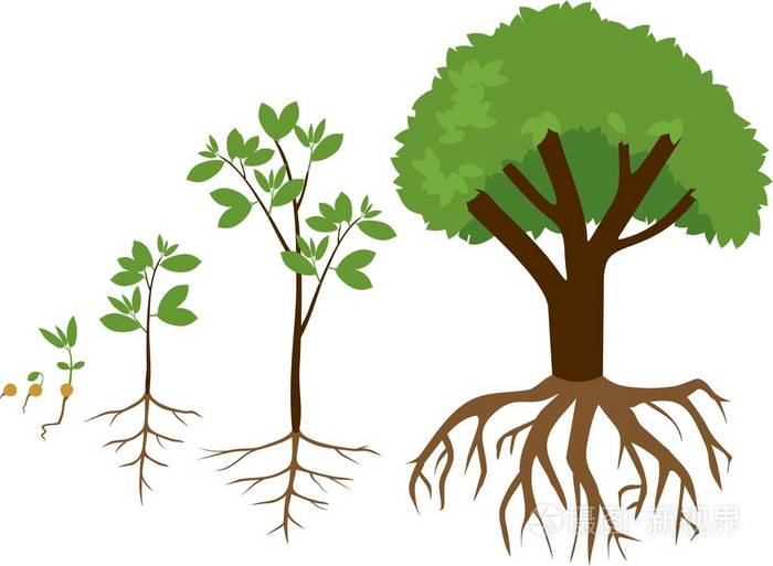 植物从种子到树的连续生长阶段植物生长阶段