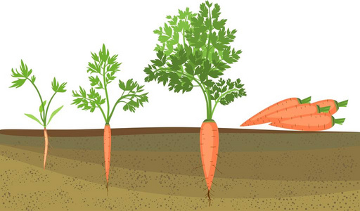 萝卜生长过程简图图片