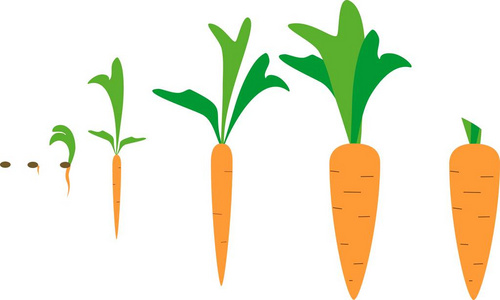 成熟的胡萝卜种子图片-成熟的胡萝卜种子素材-成熟的胡萝卜种子插画